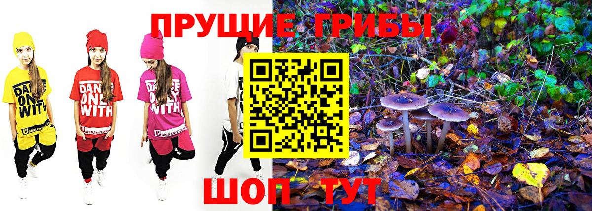 Псилоцибиновые грибы мицелий Дедовск